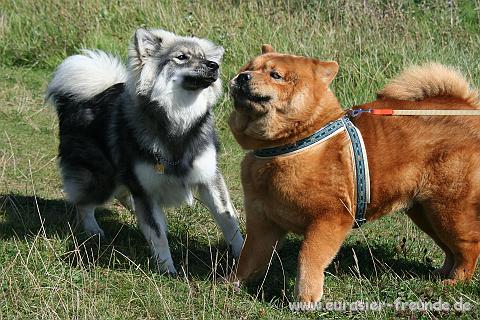 (Foto Goslar)_daenemark_2010_IMG_0612_Hanklit.jpg - Dort haben wir Hundeverwandtschaft getroffen.